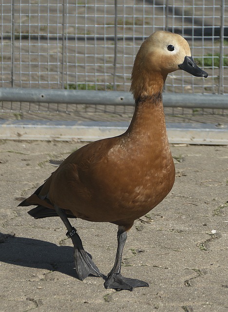 亚洲杯乒乓